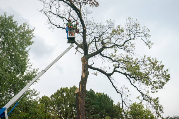 Best Hedge Trimming  in Bally, PA